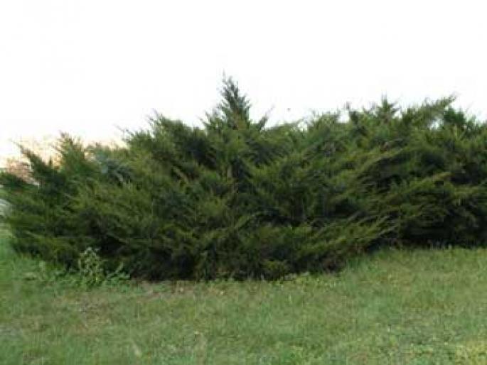 JUNIPERUS SABINA-CUPRESIFOLIA - Plante rasinoase