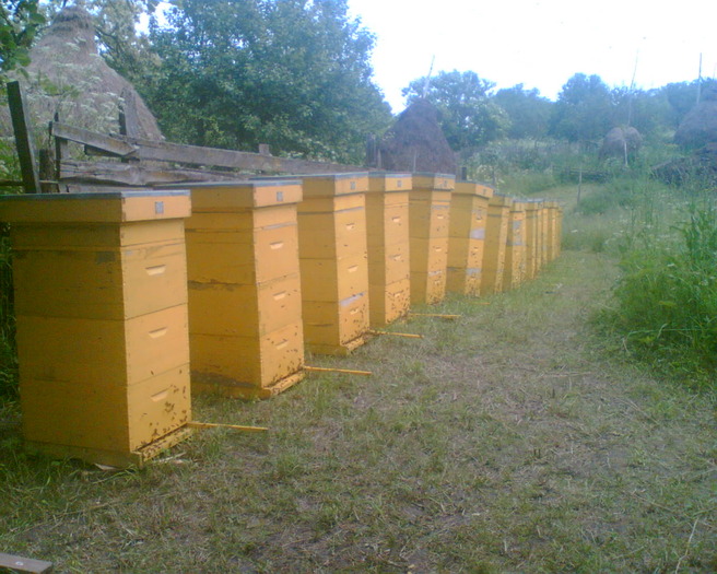Picture 003 - apicultura