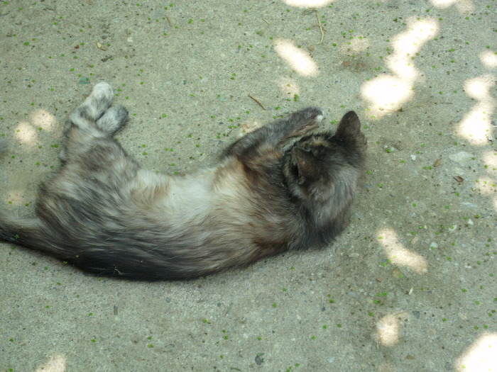 DSCI0749 - pisici si catelusa Boggy