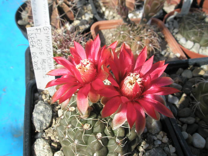 Gymnocalycium - 15.06 - Gymnocalycium