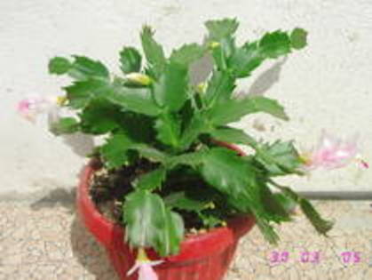 Schlumbergera alba - Suculente