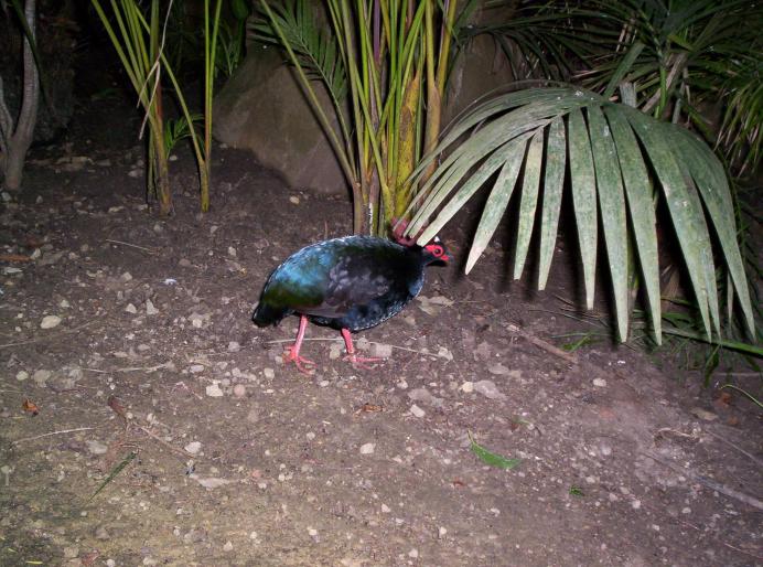 centrul papagali (182)