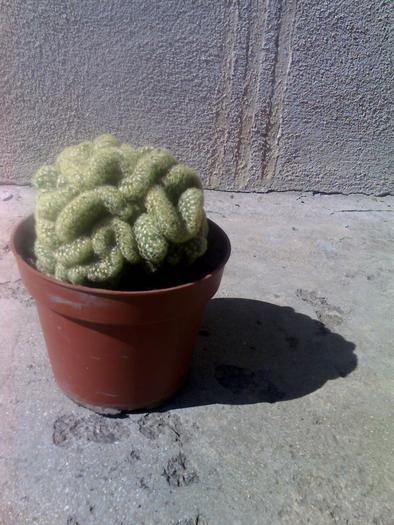Mammillaria elongata - cactusii mei