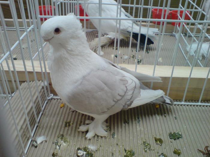 DSC00884
