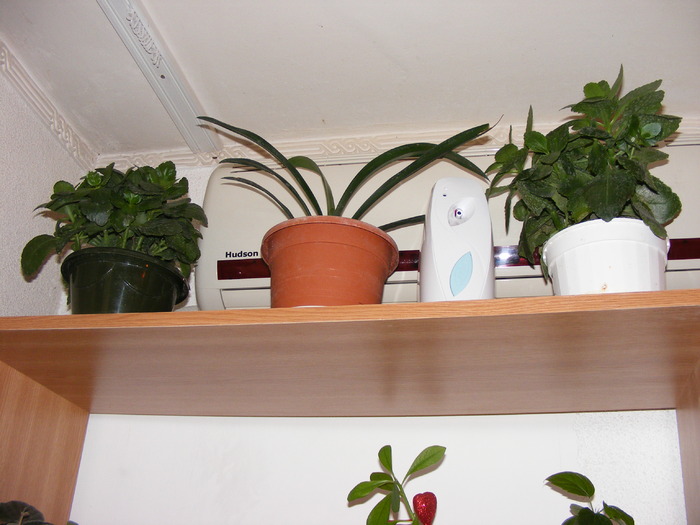 KALANCHOE+AMARILYS