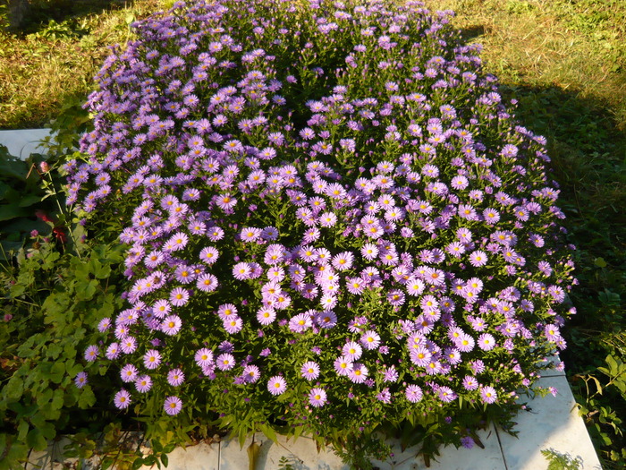 P1010270 - Excursie Baltatesti 2009