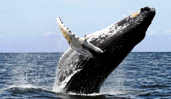 balena[1] - animale acvatice