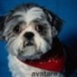 animale__avatare-cu-catei-17_jpg_85_cw85_ch85 - CATELUSI