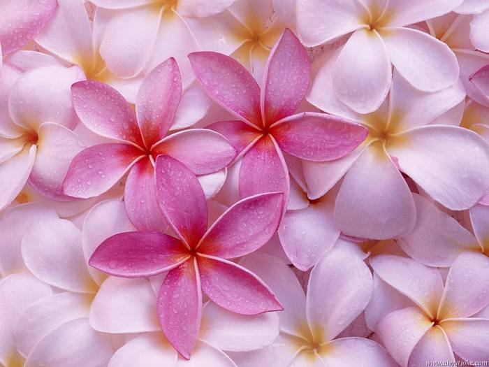 Tropical Plumeria