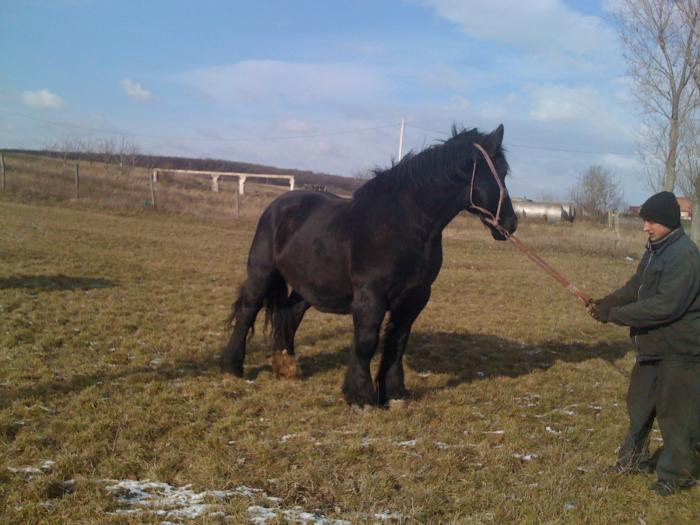 Percheron - Cai de rasa Percheron