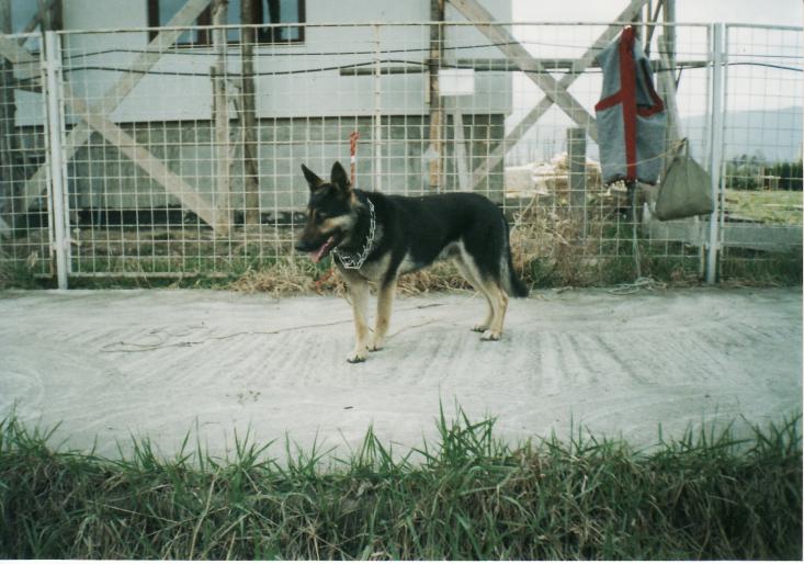 dresaj-2001-ciobanesc german-rex