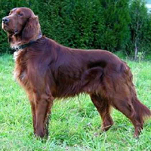 setter-rosu-irlandez-001