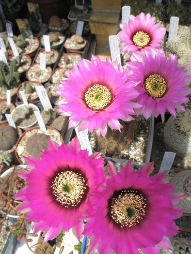 Echinocereus reichenbachii infloriti deodata