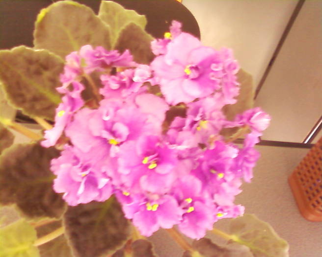 violeta mov creata