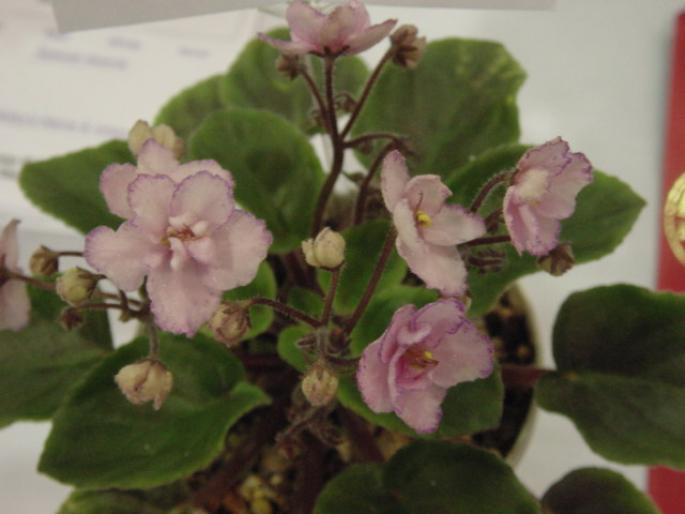 Thats_Show_Biz_2005avsa - violete de pe net 1