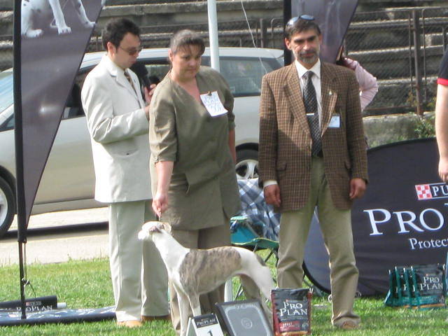 Saby expo. - WHIPPET Boxing Helena s Hisunshine