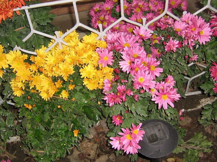 noiembrie 068 - Crizanteme tufanele 2009