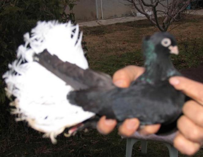 Ahmet-Karakoyun---Konya--10 - rase de porumbei de care as dori sa achizitionez