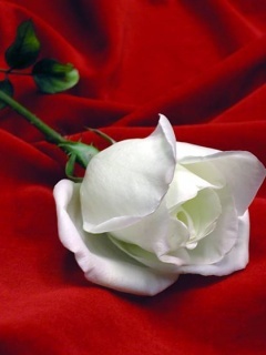 White_Rose