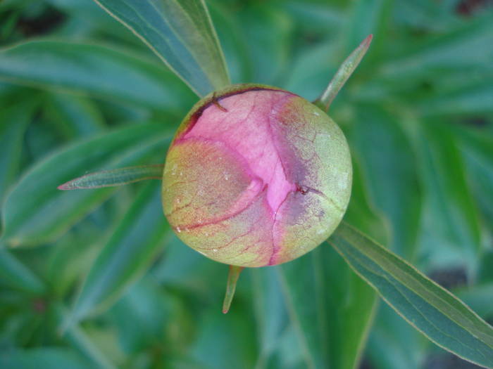 Common Garden Peony (2009, May 09)