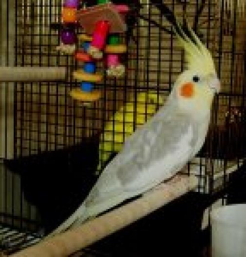 35_150cockatiel