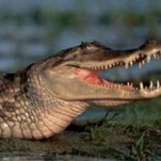 poza_001_00137067_1201092505_00 - crocodili