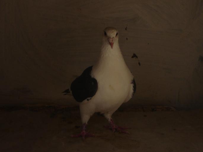 femela 2007 - porumbei voiajori