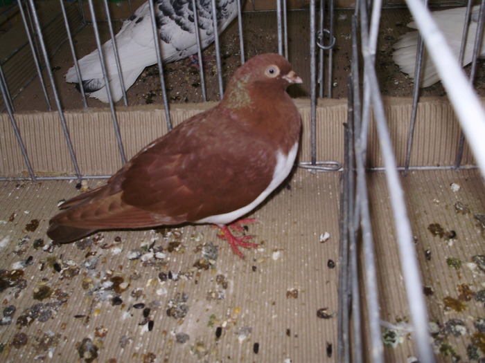 10580 k 0 - 1507 partea 6a