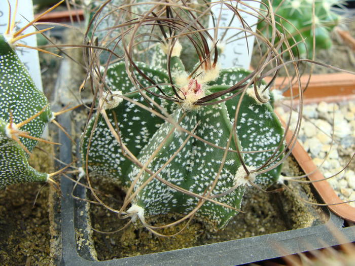 astrophytum capricorne - Astrophitum