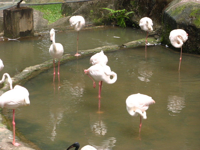 Balta cu flamingo