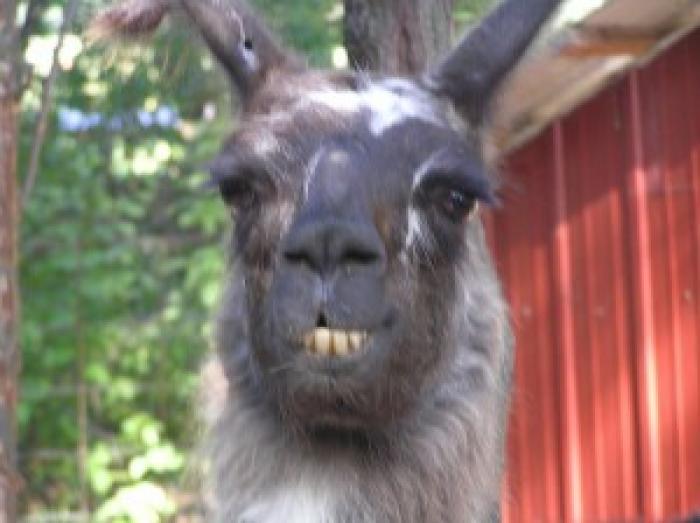 llamas_are_funny_by_sarahsunshine819-300x224