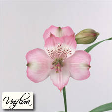 imagine_0[40] - poze multe