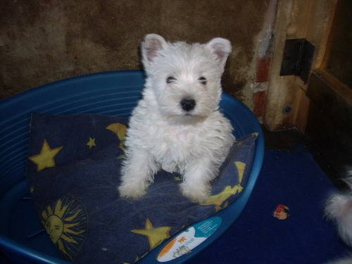 Westie - West highland white terrier-Cezar