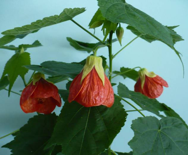 P1110117 - ABUTILONI