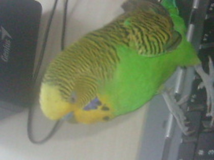 S7309083 - papagalul meu paco