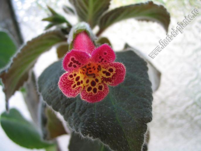 Kohleria Onamnad 3 - KOHLERIA I