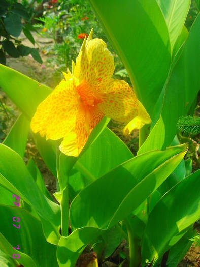 canna galbena - Canna