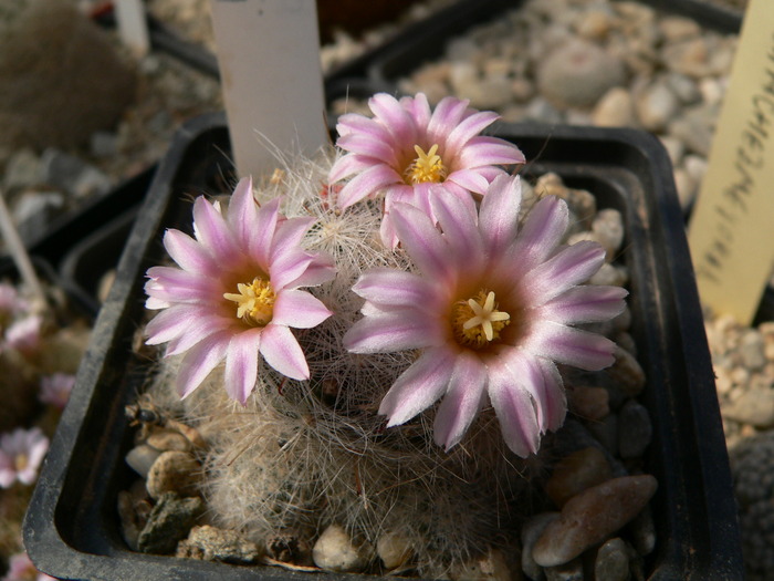 mammillaria_glassii_CN