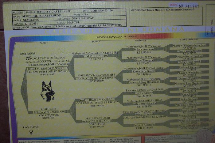 100_5290 - pedigree