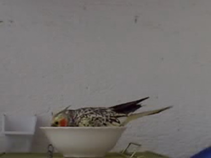 17-06-09_0843 - nimfele mele