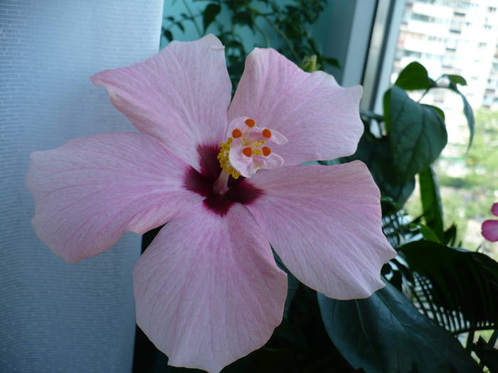 P1130820