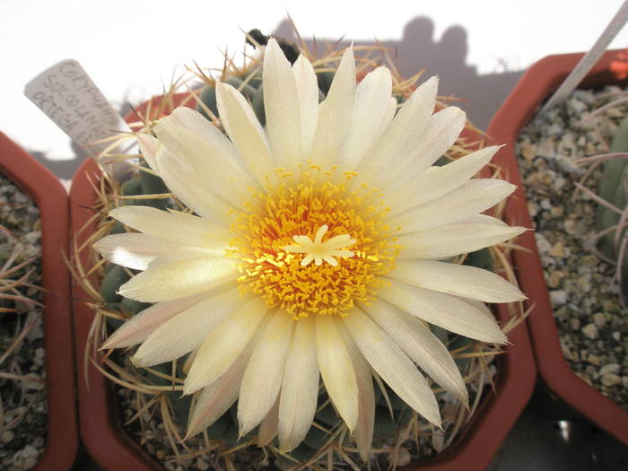 Coryphantha sulcolanata - 03.08