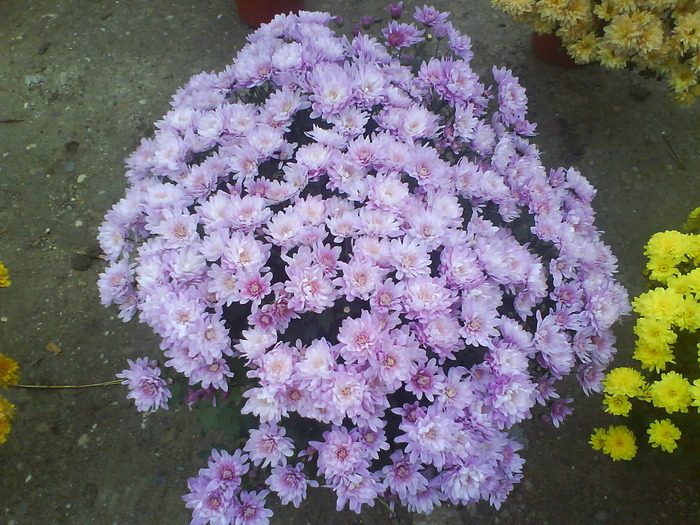 4 - Crizanteme  butasi  DE VANZARE iulie2012