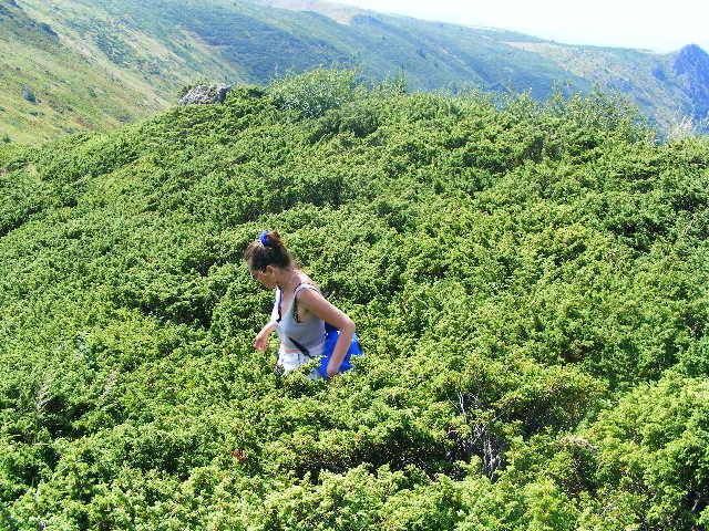 DSCF4385 - 2 august 2009 Traseu Suior Secatura Creasta Cocosului Gutaiul Doamnei  Vf Gutai