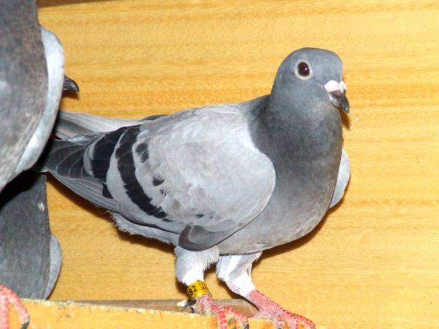 puii 2009 051 - PUI 2009