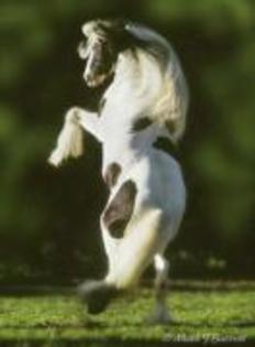 eu stau in doua picioare