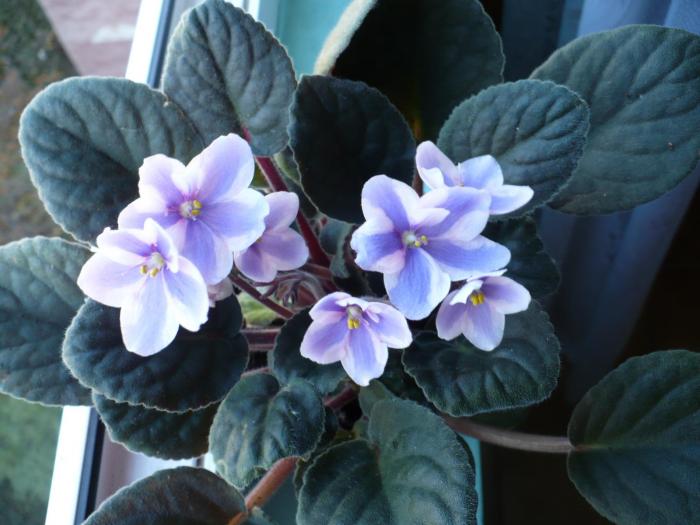 P1060085 - Violete africane