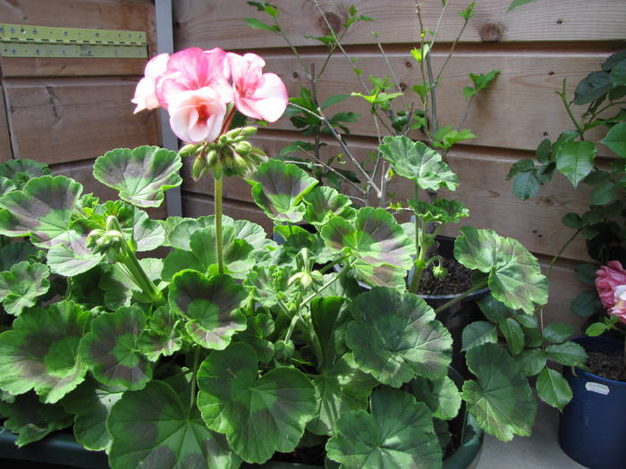 Muscata bicolor 21 iun 2009 (1)