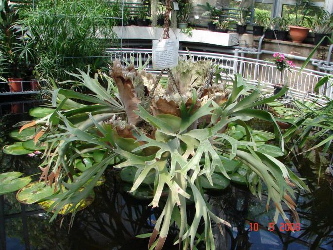 Platycerium bifurcatum