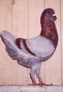 2003-4l - porumbei maltezi